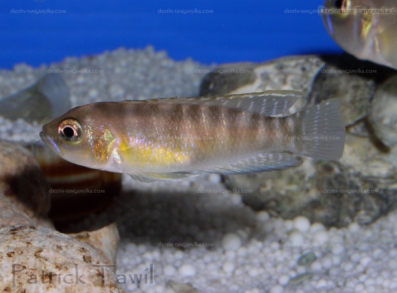 Neolamprologus brevis 'Bilila (Kavala) Island'